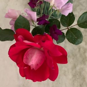 Meet your Posher, Leslie